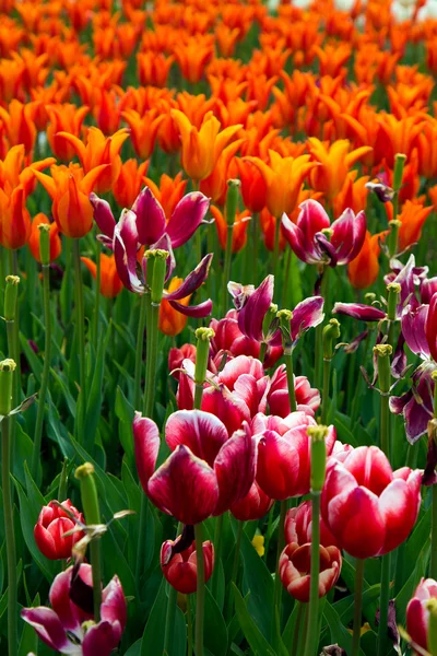 Schöner bunter Strauß Tulpen im Frühling Flora natürliches Konzept — Stockfoto