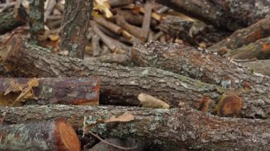 Doğadaki Orman Kesimi