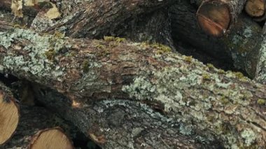 Doğadaki Orman Kesimi