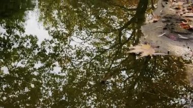 Green Nature 'daki Creek Wiew' daki ilahi şelale.