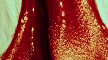 Soyut Renkli Mürekkep Boyası Patlama Gerçeküstü Şekiller