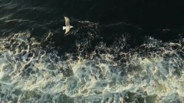 Hayvan Kuşu Martısı Denizde Uçuyor