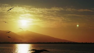 Öğlen vakti gökyüzünde uçan martılar.