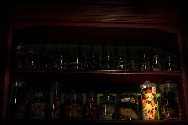 Bilim laboratuarında kavanoza ürkütücü ölü hayvan