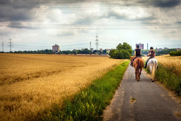 Koni v přírodě oblasti — Stock fotografie