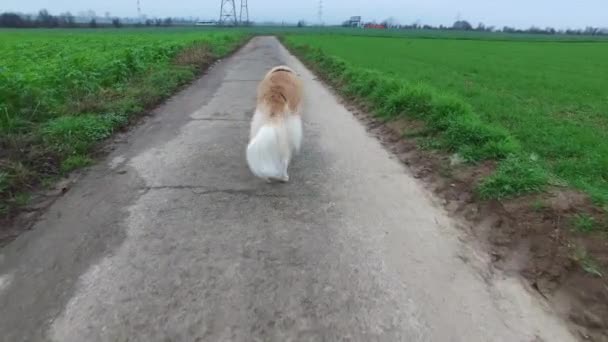 Собака гуляет в поле на природе — стоковое видео