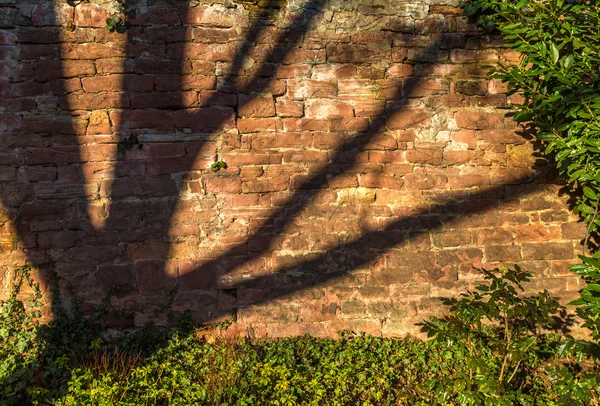 Cihlová zeď a texturu pozadí stínu stromu — Stock fotografie