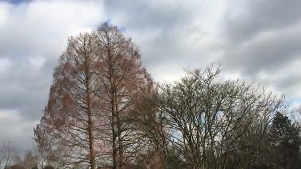 Drzewo i upływ czasu chmury — Wideo stockowe