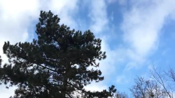 Boom en wolken time-lapse — Stockvideo