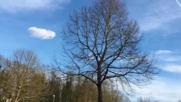 Albero e nuvole Time Lapse — Video Stock