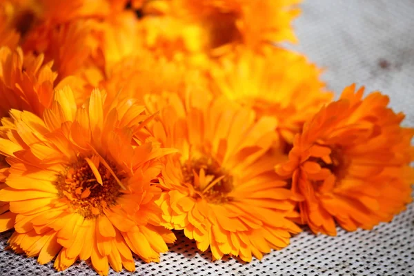 Calendula, fleurs jaune orangé vif, fond floral , — Photo