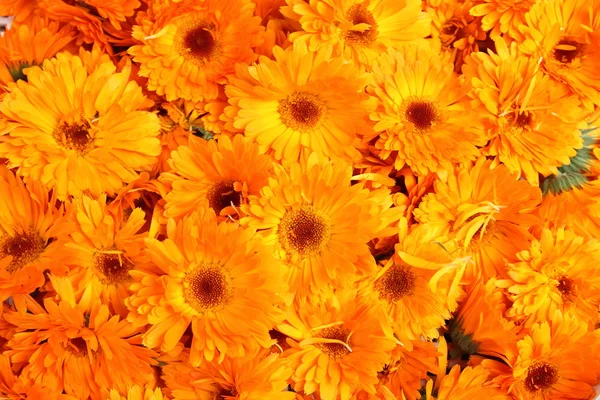 Calendula, fleurs jaune orangé vif, fond floral , — Photo