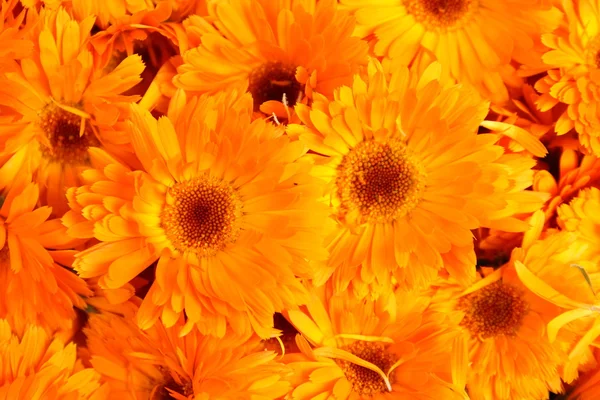 Calendula, bright orange yellow flowers, floral background, — Stock Photo, Image