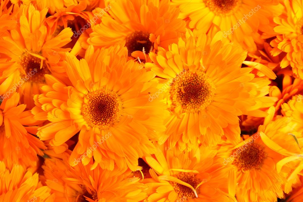 Calendula, bright orange yellow flowers, floral background ...