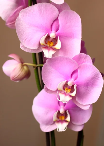 Orquídea rosa delicada — Fotografia de Stock