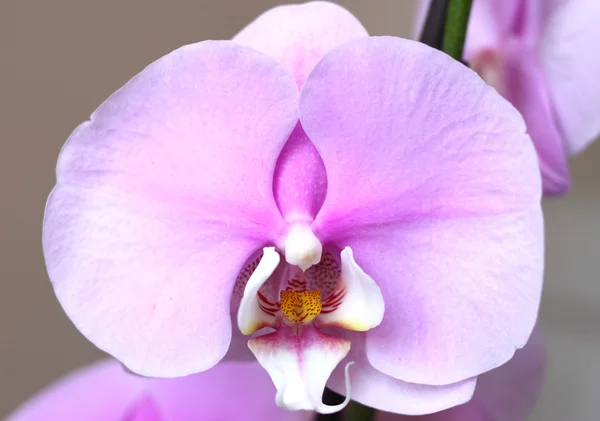 Delikat pink orchid — Stockfoto