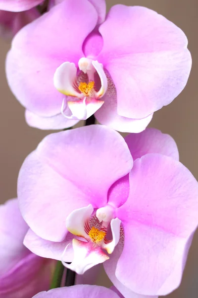 繊細なピンクの蘭 — ストック写真
