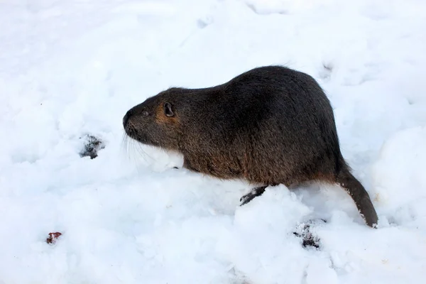 Nutria нутрия лат. Myocastor coypus)