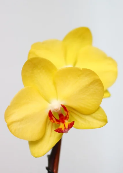 Orquídea amarilla grande —  Fotos de Stock