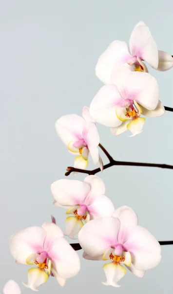 Vit pink orchid — Stockfoto