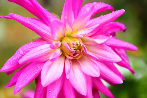 Délicate fleur rose dahlia — Photo