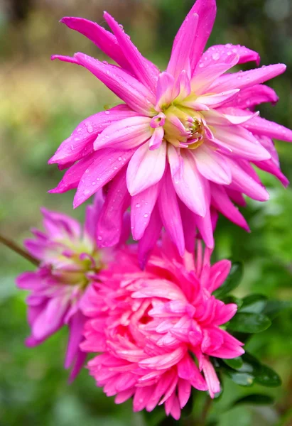 繊細なピンクの花ダリア — ストック写真