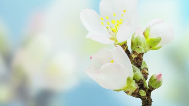 アンズの花の開花時間の経過 — ストック動画