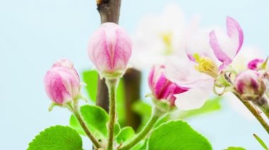 Apple yeni gelişen timelapse