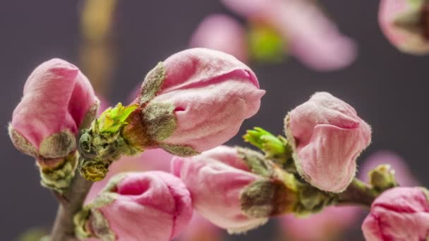 Flor de melocotón florecimiento lapso de tiempo — Vídeos de Stock