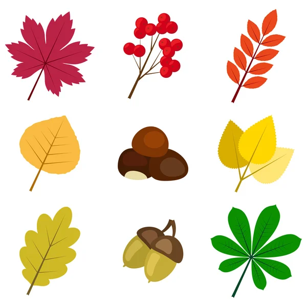 Collezione vettoriale di foglie colorate autunnali su sfondo bianco — Vettoriale Stock