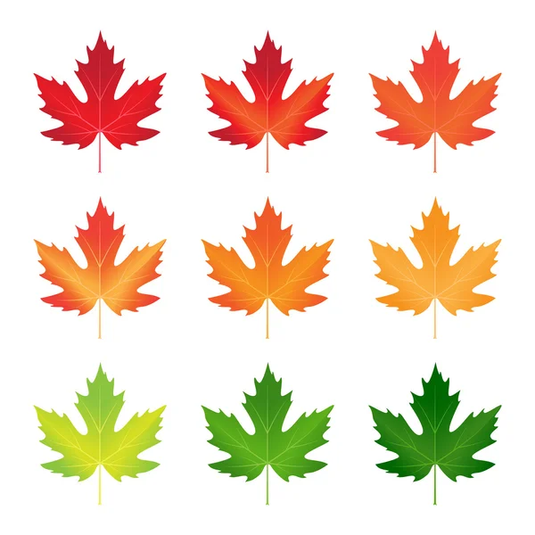 Vector collection of autumn colored maple leaves — Stock Vector