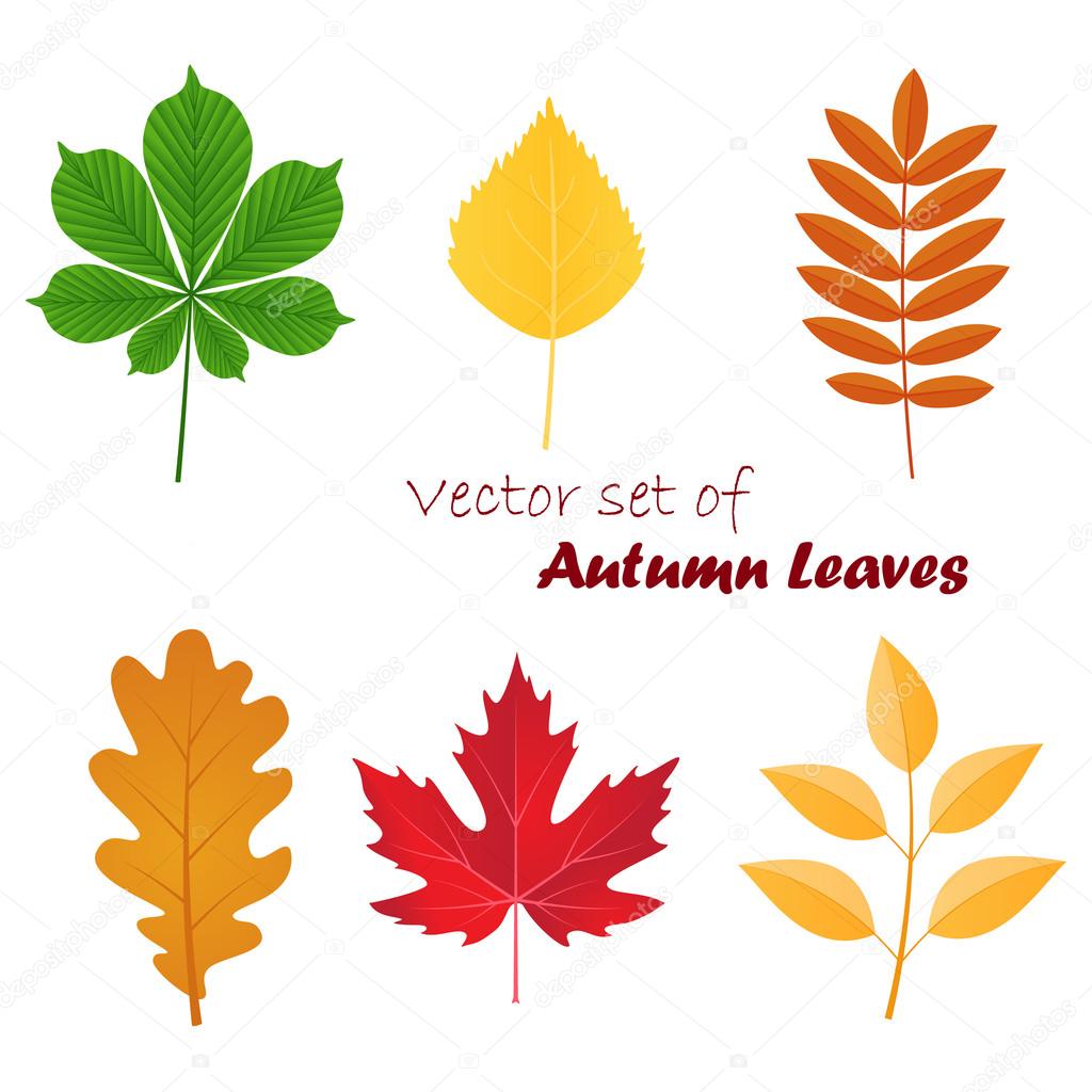 vector collection of autumn colored leaves on white background