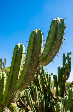 Meksika 'daki Yeşil Kaktüs Mavi Gök' ün önünde