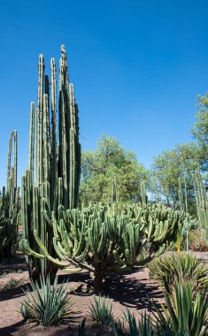 Meksika 'daki Yeşil Kaktüs Mavi Gök' ün önünde