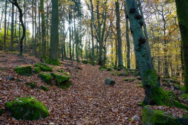 Renkli bir sonbahar ormanında yürü