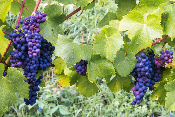 Uvas — Fotografia de Stock