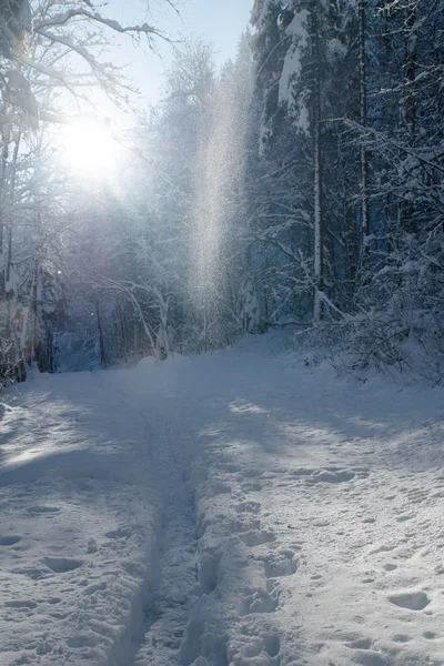 Winter — Stock Photo, Image