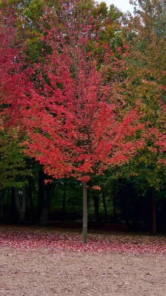 Beau jeune arbre en automne ou en automne avec espace de copie ci-dessous - image portrait — Photo