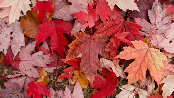 Sonbahar veya sonbahar yapraklarını kırmızı da dahil olmak üzere çeşitli renklerde yapraklarla kapat