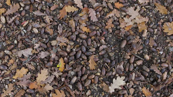 Achtergrond van gevallen eikels en eikenbladeren op de grond in de herfst — Stockfoto