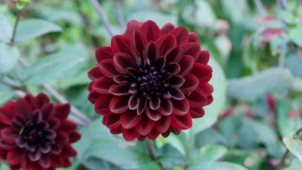 Koyu kırmızı kasımpatı, yumuşak yeşil yaprak arkaplanına karşı kopyalanmış boşlukla