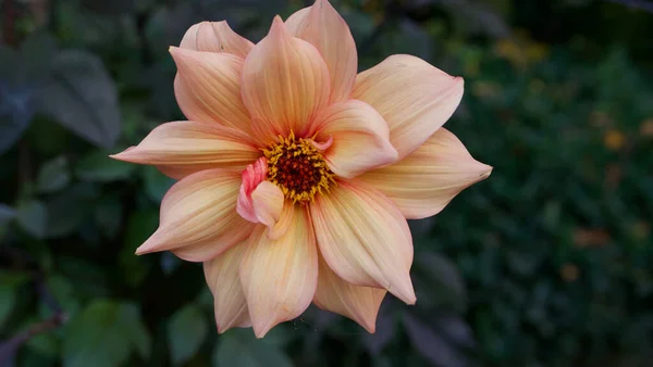 Enkel mjuk aprikos färgad tusensköna typ krysantemum blomma i trädgården — Stockfoto