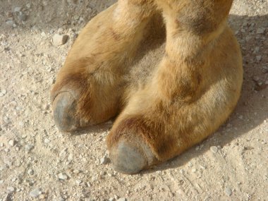 Camel toe image showing camels foot on dry sandy ground clipart