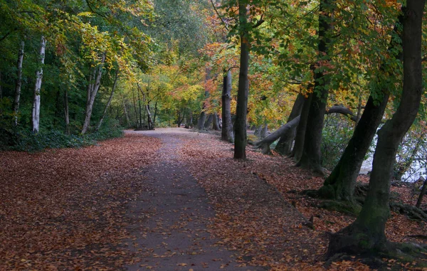Escena típica de bosque inglés en otoño con espacio para copiar — Foto de Stock