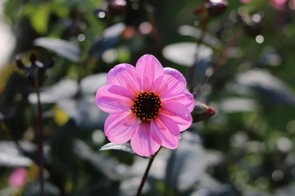 Single pink flower with dark stamens against soft green background