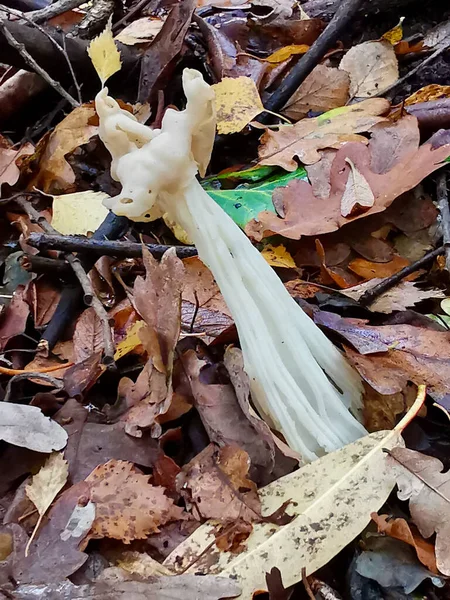Helvella crispa fungo altrimenti noto come elfin sella o sella bianca — Foto Stock