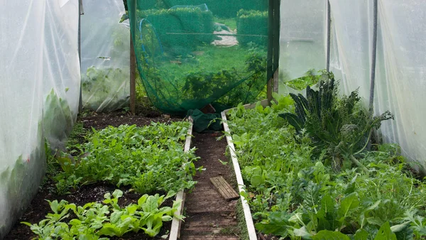 Interiör av plast växthus med unga färska grönsaker som växer inuti — Stockfoto