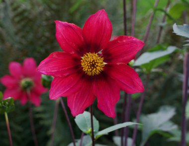 Bahçede yeşil yapraklı tek katmanlı tek katmanlı yıldız çiçeği.