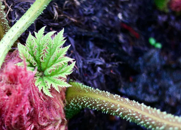 Krásná Gunnera manicata s růžovým a zeleným listoví a kopírovat prostor — Stock fotografie