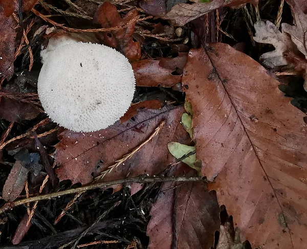 Cogumelo puffball texturizado branco cercado por folhas marrons no outono ou no outono — Fotografia de Stock